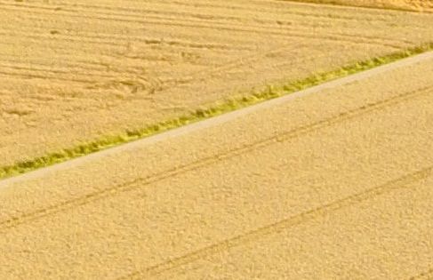 Mario Contino |Crop circles, cerchi nel grano